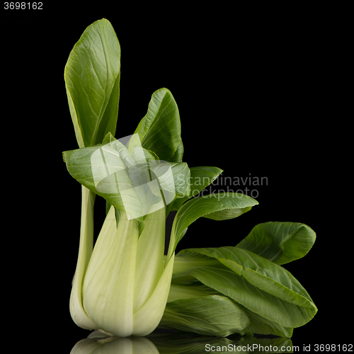 Image of Pak choi on black 