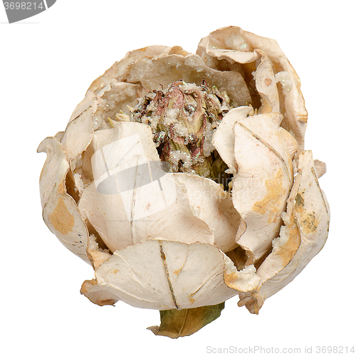 Image of Christmas decoration