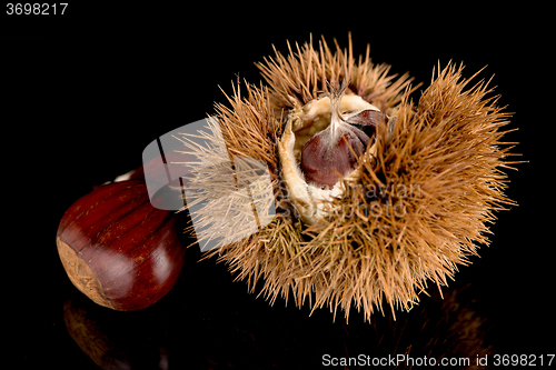 Image of Chestnuts on a black reflective background