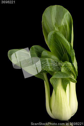 Image of Pak choi on black 