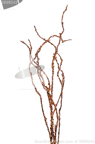 Image of Golden Christmas decoration branches