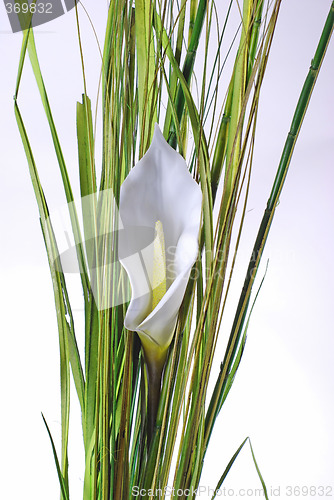 Image of white lilly