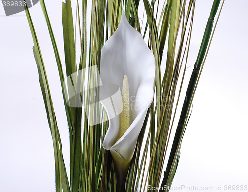 Image of white lilly