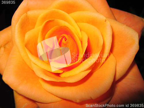 Image of Rose