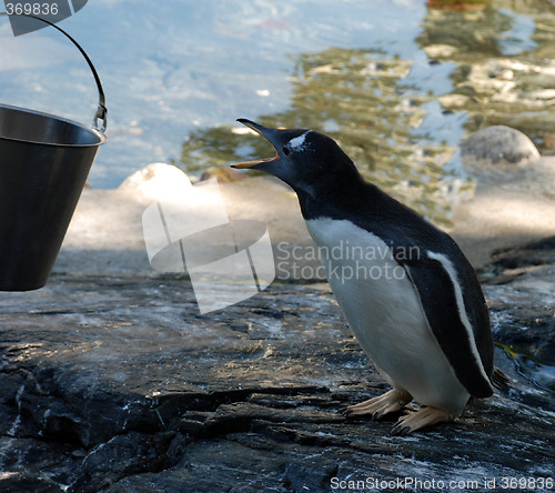 Image of Penguin