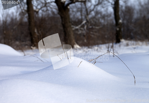 Image of Snow drift and dry grass in winter forest