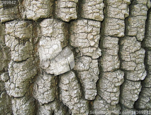 Image of Tree Bark