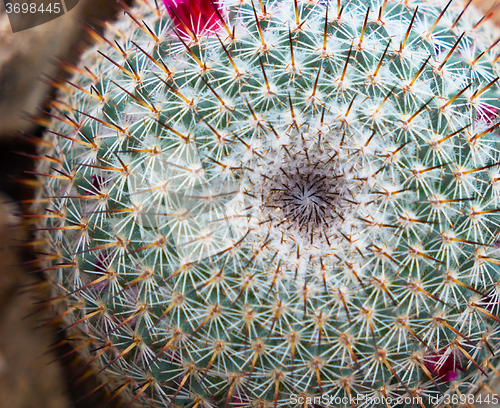Image of Mammillarai cactus with flowers