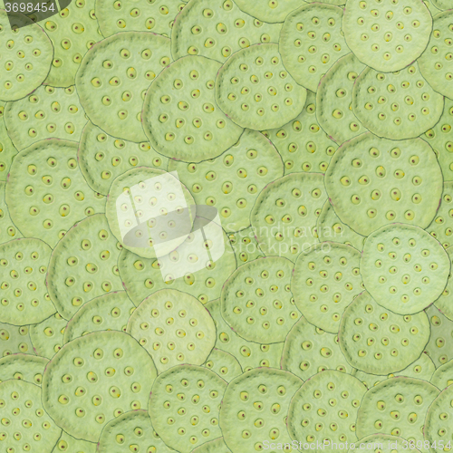 Image of Lotus fruits beautiful pattern 