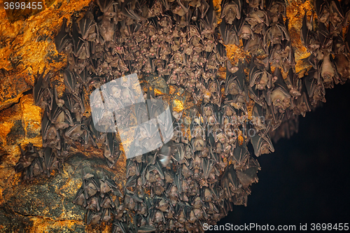 Image of Colony of Bats at Goa Lawah Bat Cave Temple in Bali