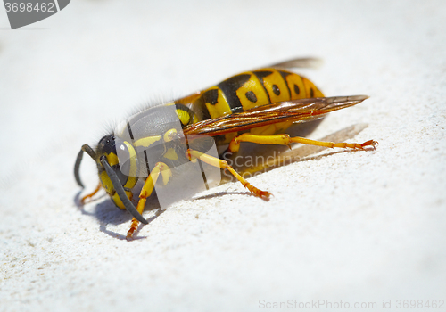 Image of Dangerous black and yellow wasp 