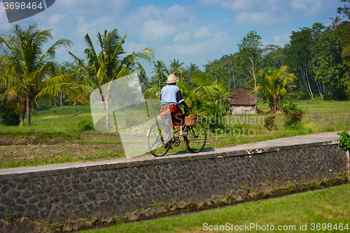 Image of Old Balinese woman cycling past rice fields on her bike