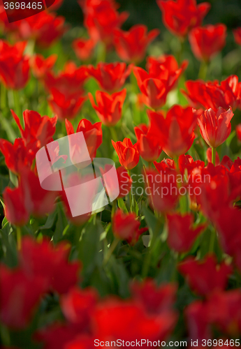 Image of Vibrant red colorful Tulips