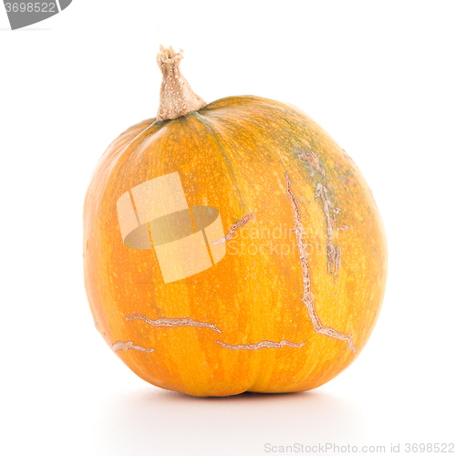 Image of Pumpkin