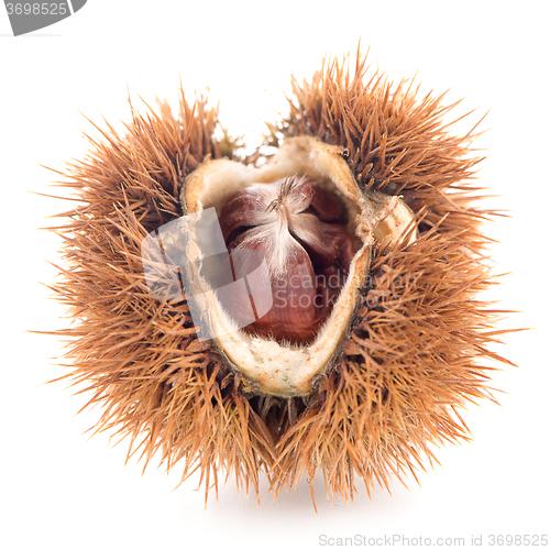 Image of Chestnuts with shell 