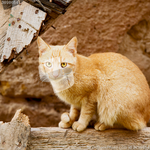 Image of feline in morocco africa and sweet face