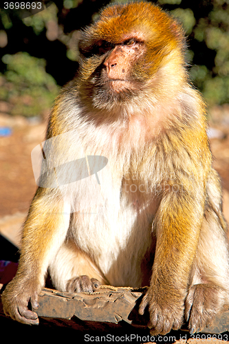 Image of old   in africa morocco and natural background fauna  