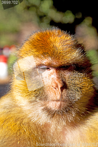 Image of bush monkey in africa  