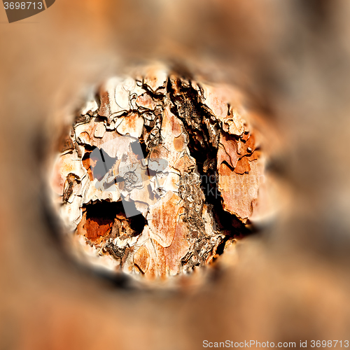 Image of barck in the abstract close up of a tree color and texture