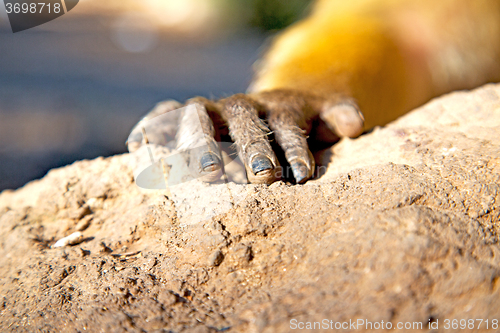 Image of bush monkey in   fauna hand  close up