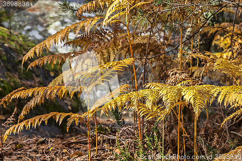 Image of Autumn Forest Detail