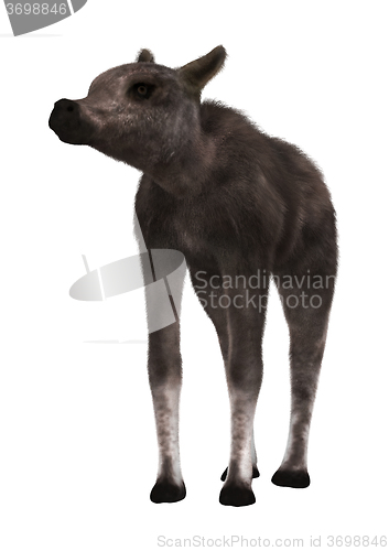 Image of Caribou Calf on White