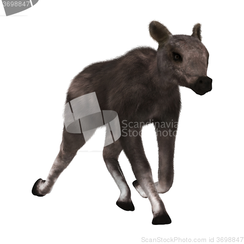 Image of Caribou Calf on White