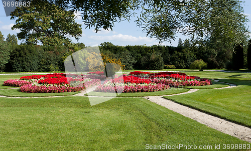 Image of flower in garden