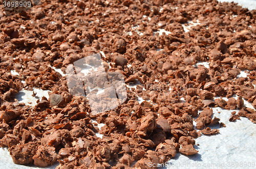 Image of Nutmeg dry by the sun