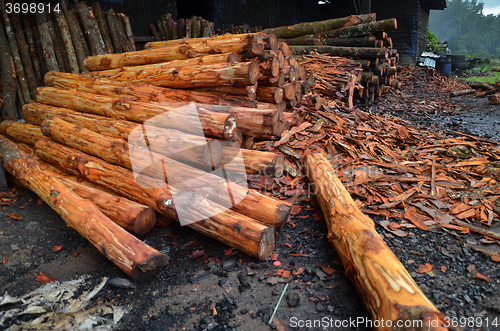 Image of Mangrove tree at charcoal factory