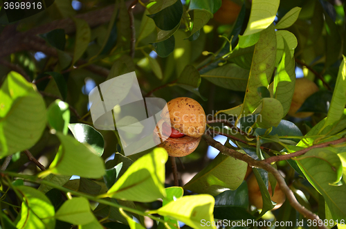 Image of Colorful photo of Nutmeg fruit on the tree