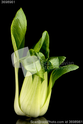 Image of Pak choi on black 