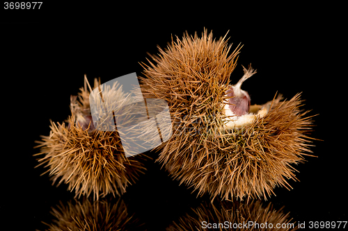 Image of Chestnuts on a black reflective background