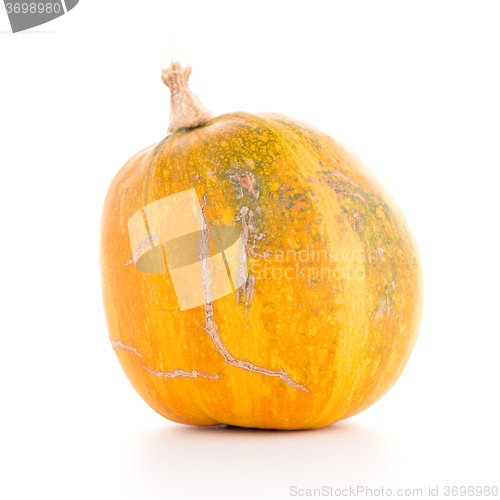 Image of Pumpkin