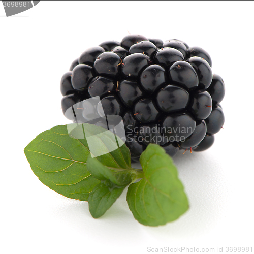 Image of Blackberries with leaves