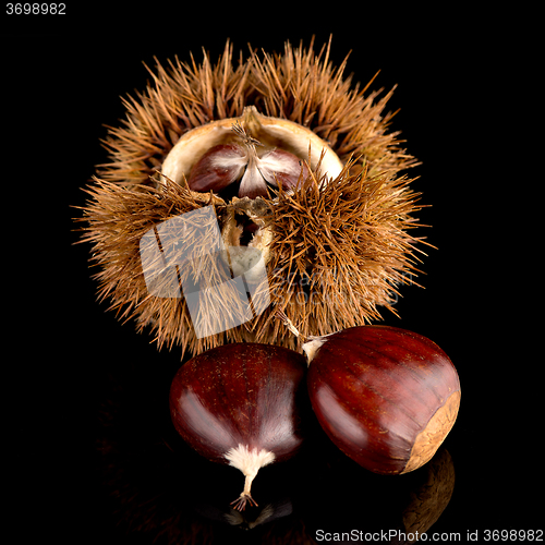 Image of Chestnuts on a black reflective background