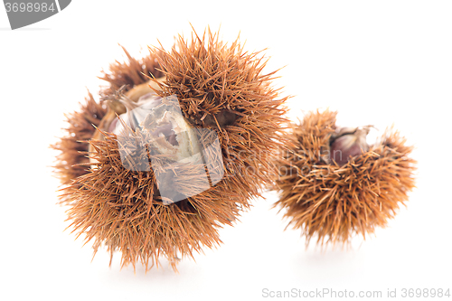 Image of Chestnuts with shell 