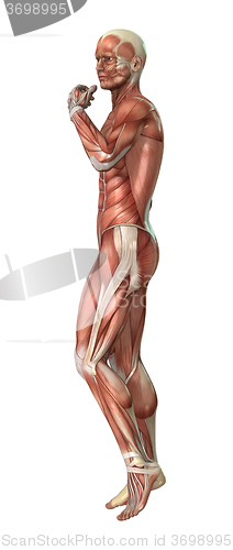 Image of Male Figure Muscle Maps