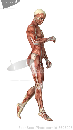 Image of Male Figure Muscle Maps