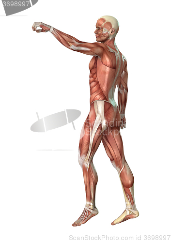 Image of Male Figure Muscle Maps