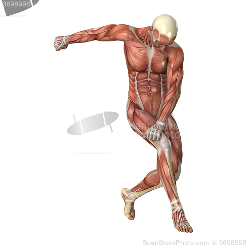 Image of Male Figure Muscle Maps