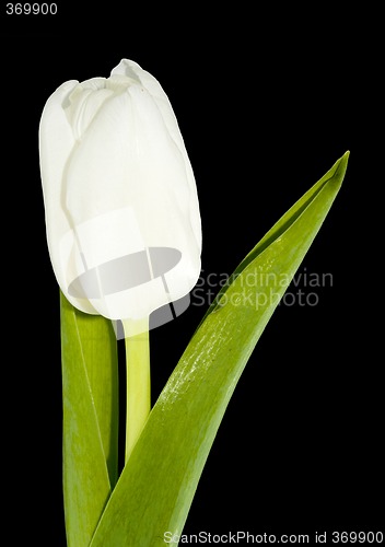 Image of White Tulip
