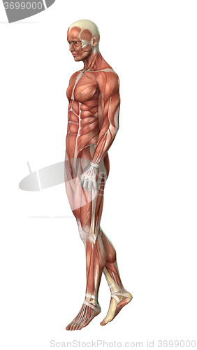 Image of Male Figure Muscle Maps 