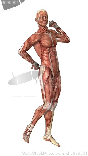 Image of Male Figure Muscle Maps