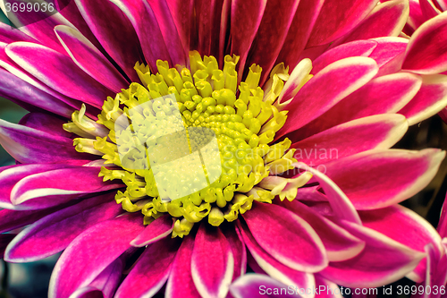 Image of Beautiful flower red chrysanthemum.