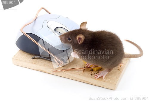 Image of Clever Mouse