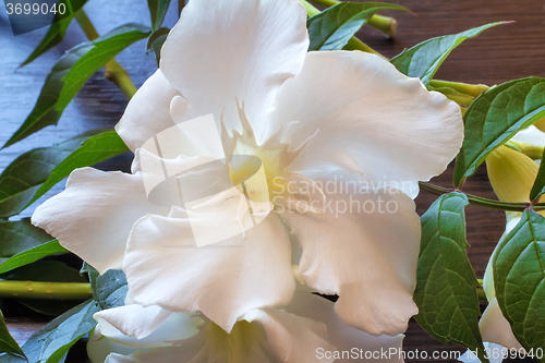 Image of White oleander flower closeup.
