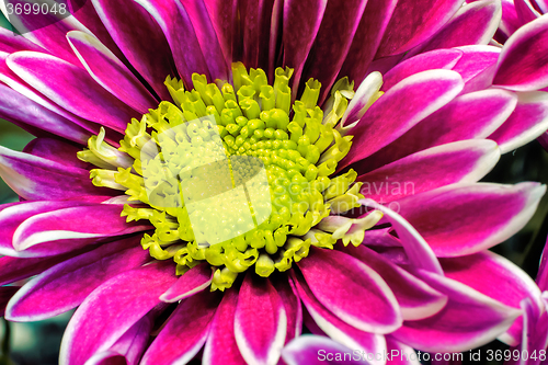 Image of Beautiful flower red chrysanthemum.