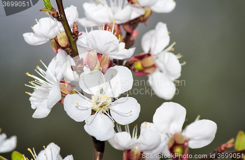 Image of Branch of a blossoming apricot tree.