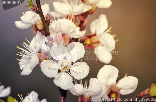 Image of Branch of a blossoming apricot tree.